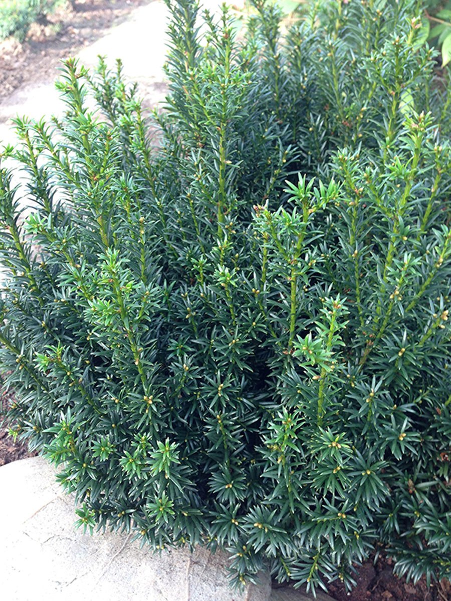 Taxus baccata в изгороди не стриженный