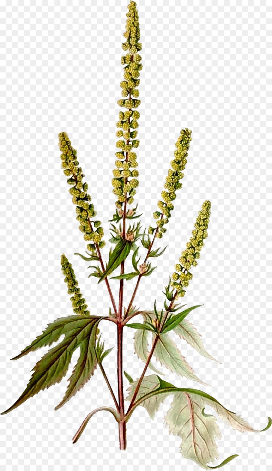 Амброзия растение