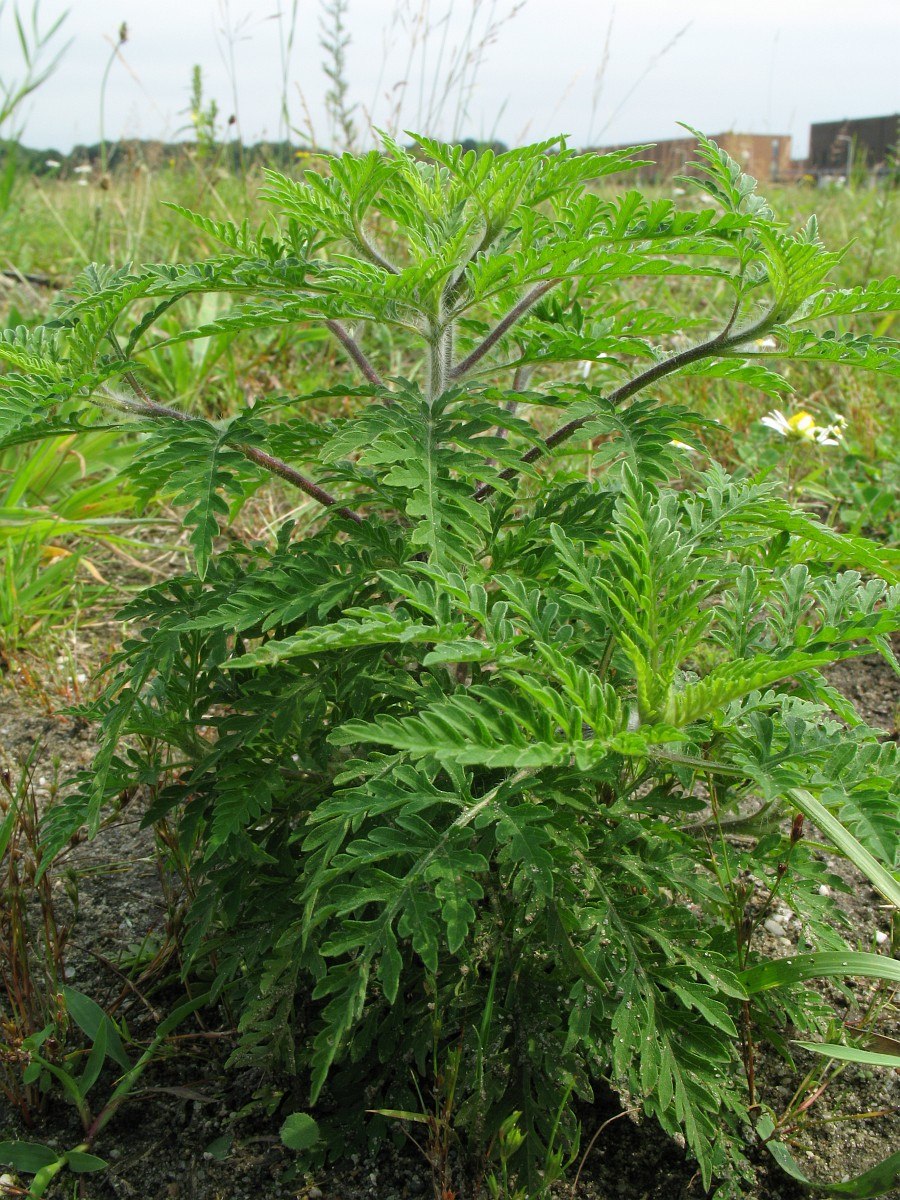 Амброзия западная