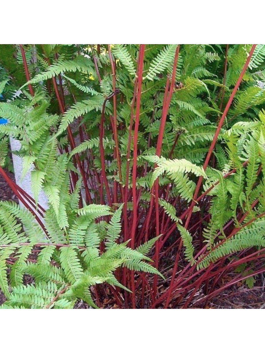 Папоротник Frizelliae