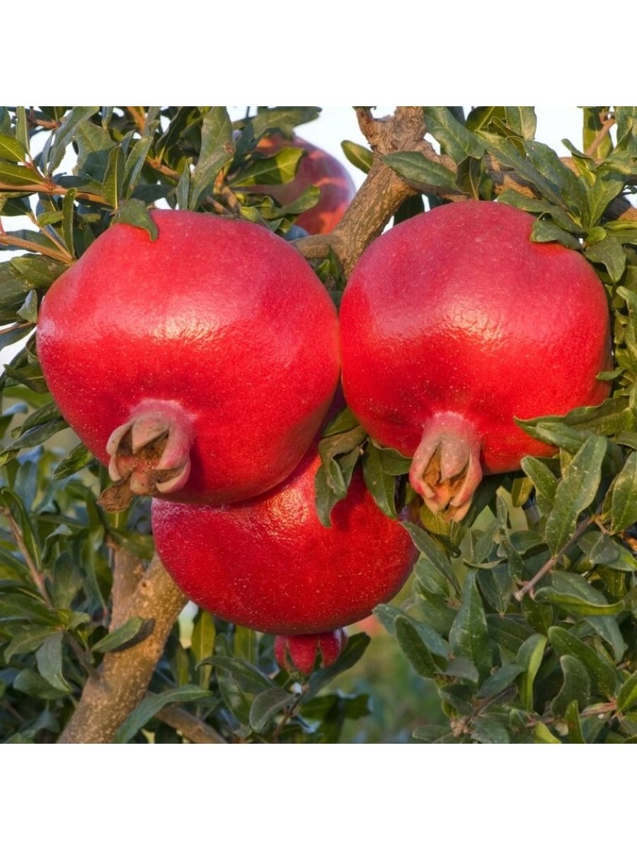 Гранат Ачик Анор