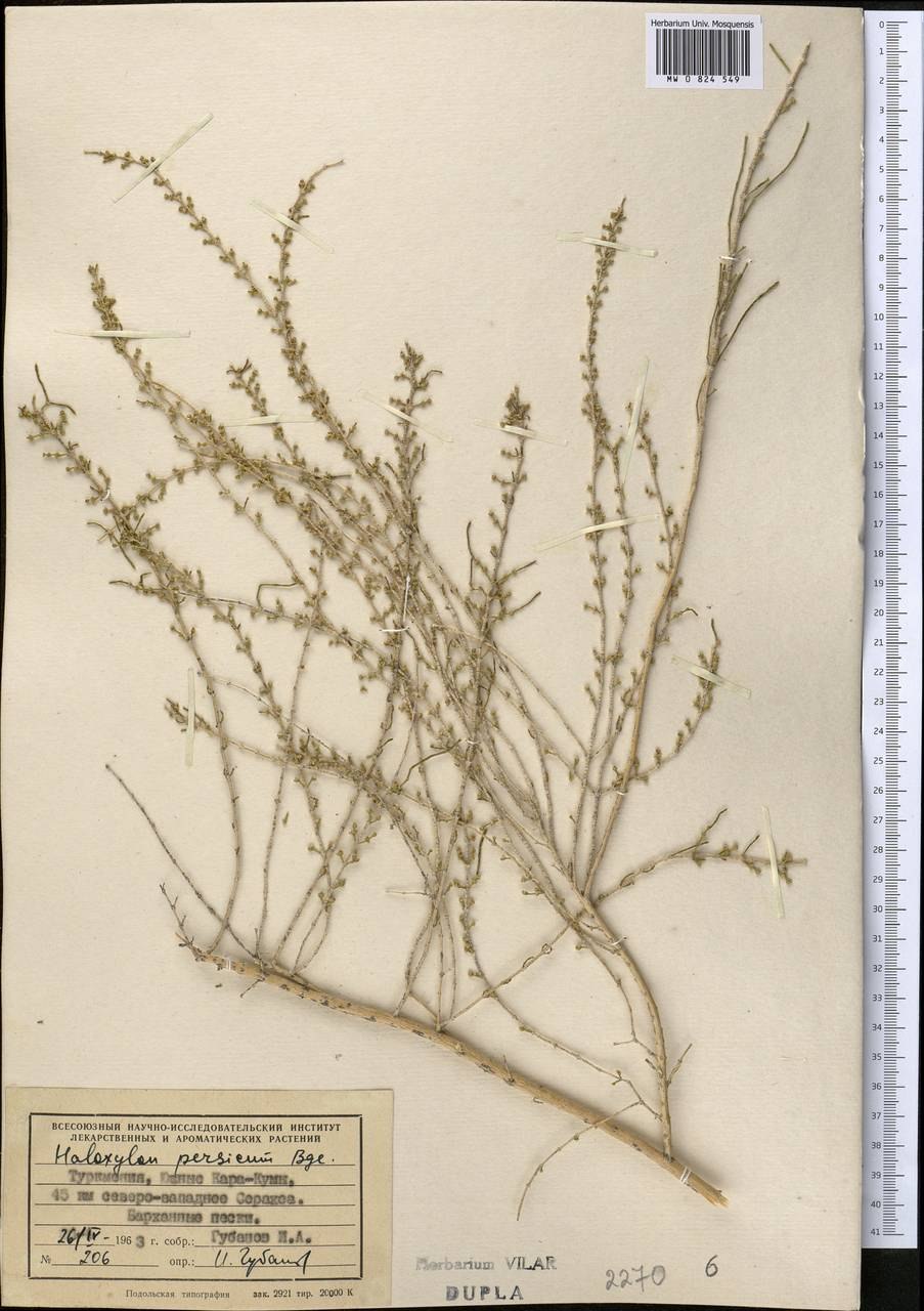 Цветение саксаула фото