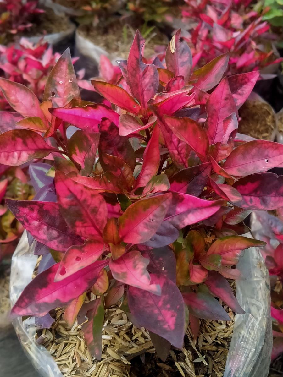 Альтернантера бетзикиана