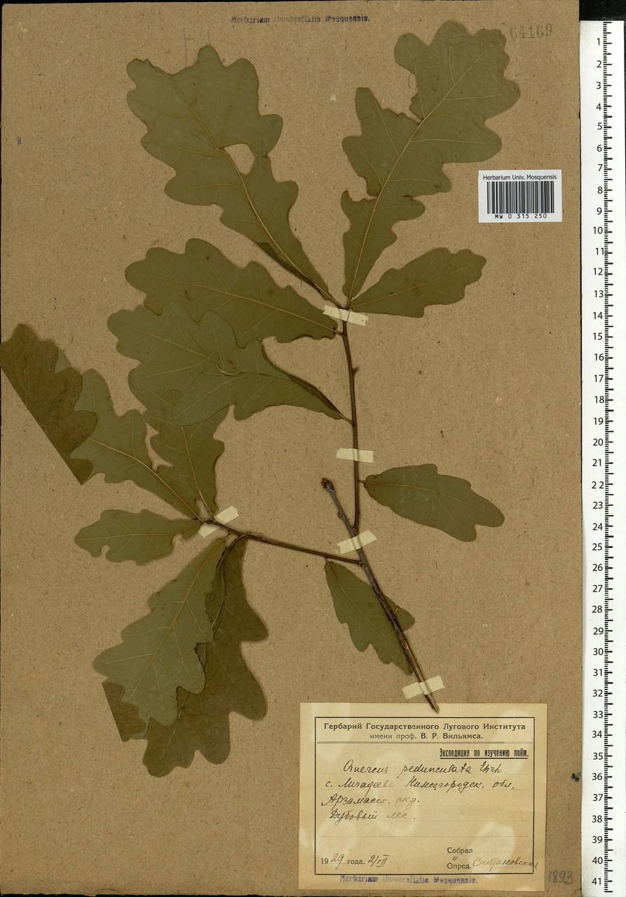 Quercus pubescens