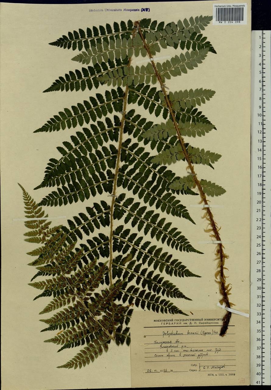 Polystichum lobatum