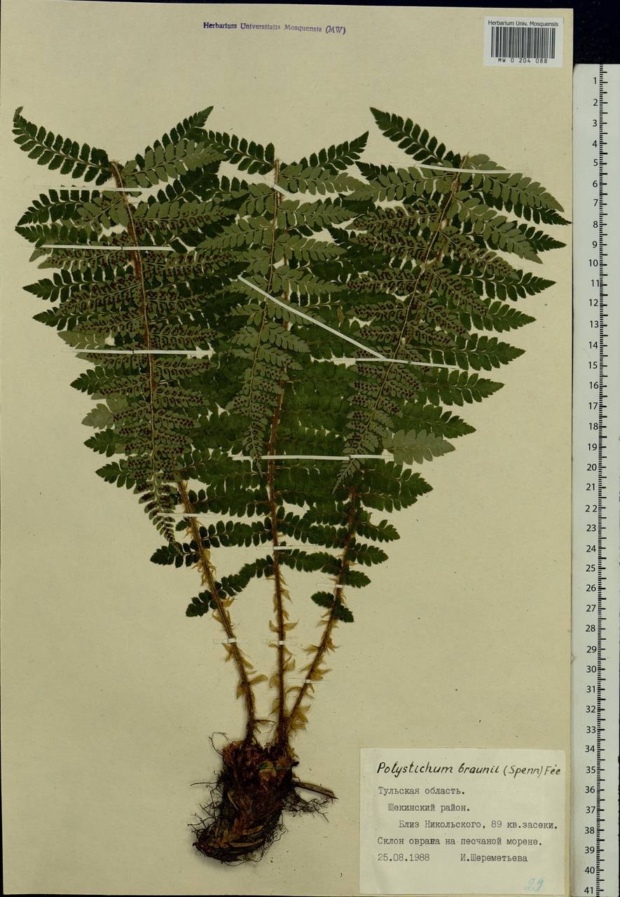 Многорядник брауна съедобный