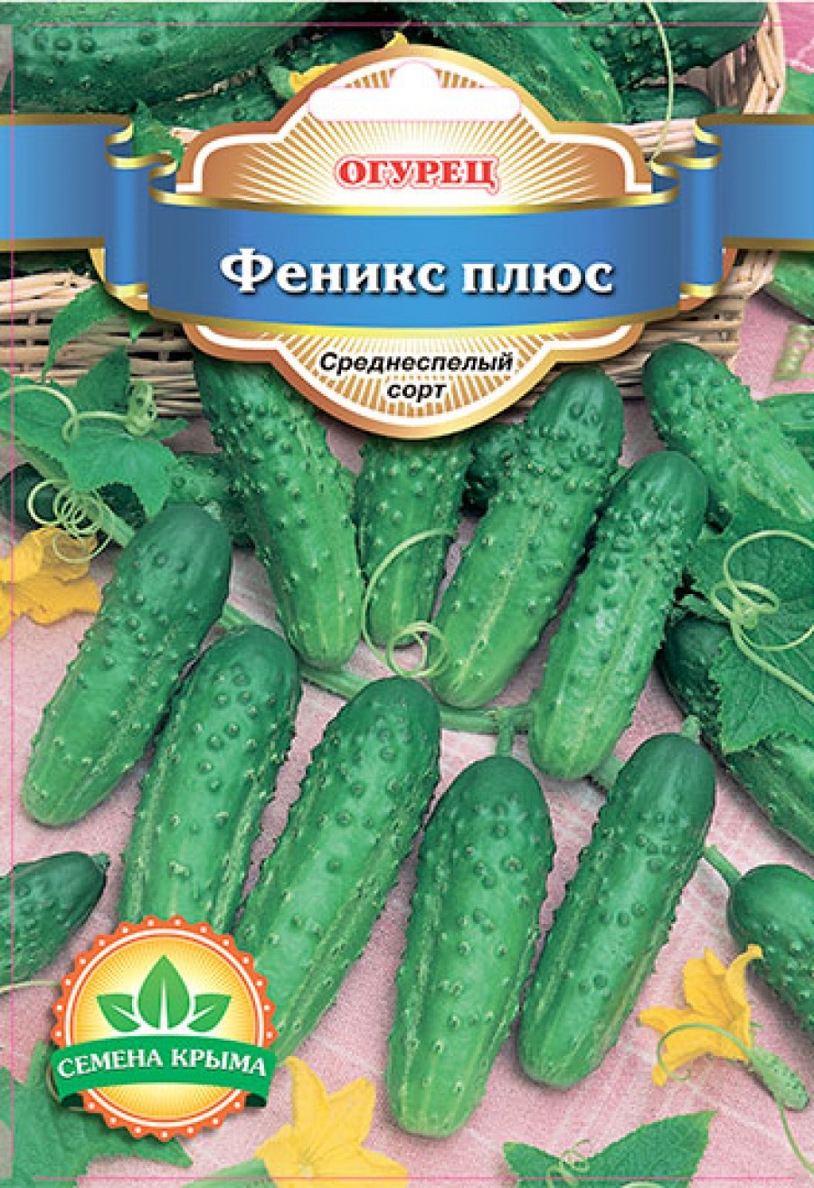 Огурцы сорт Феникс