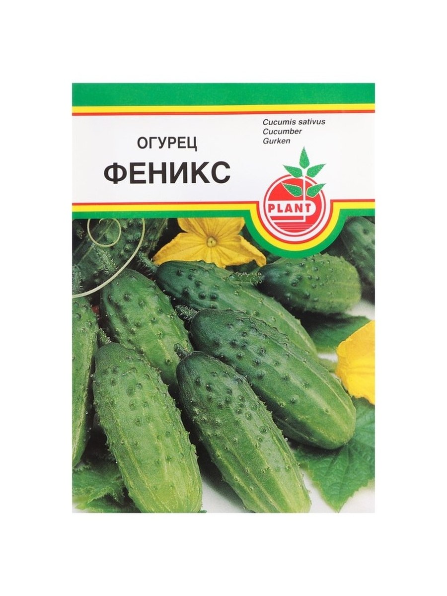 Огурец Феникс 640
