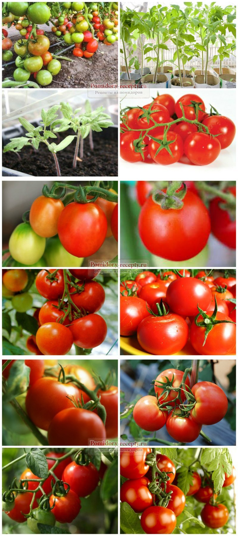 Томат Альфа