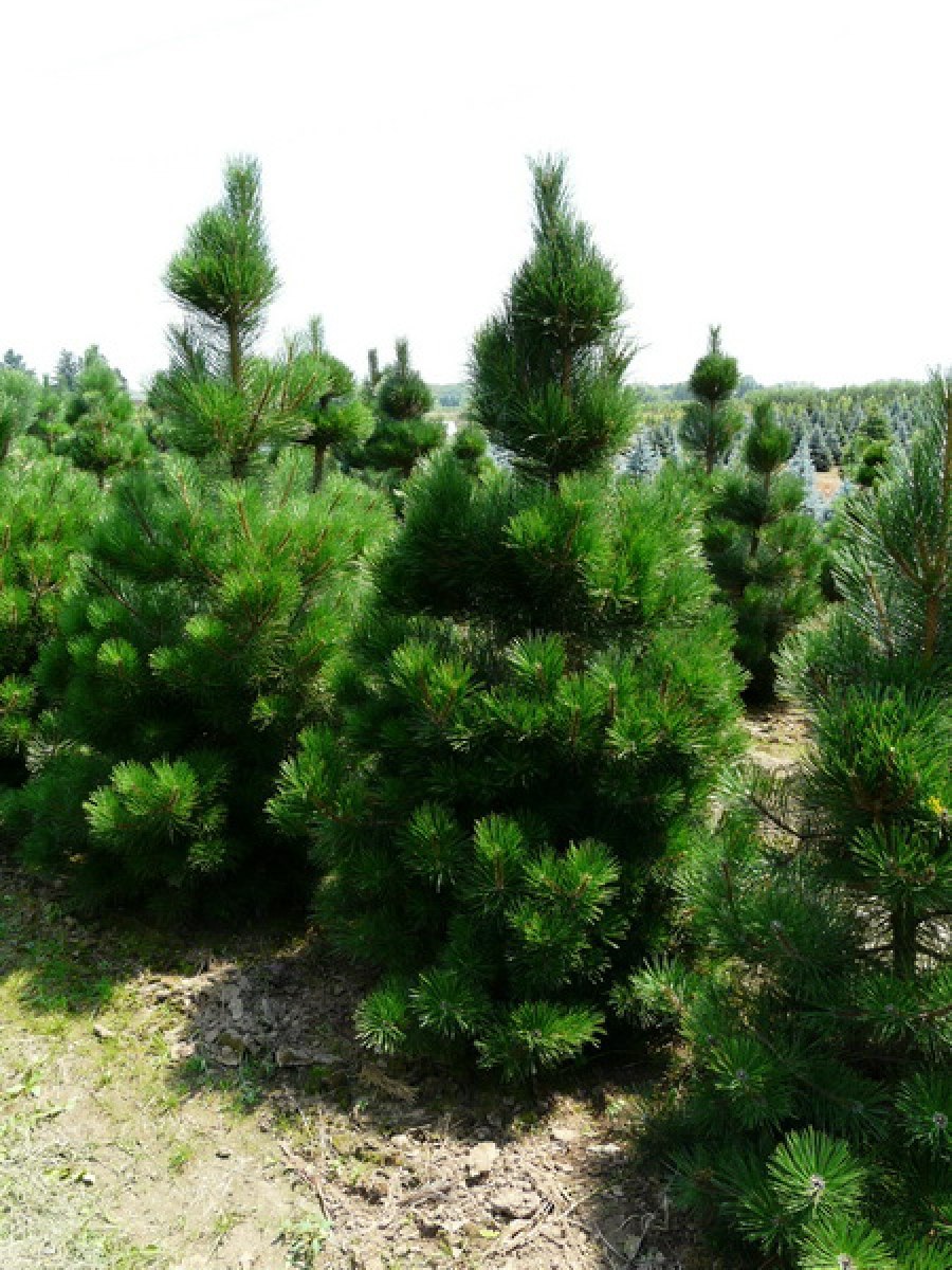 Pinus nigra 'molette'