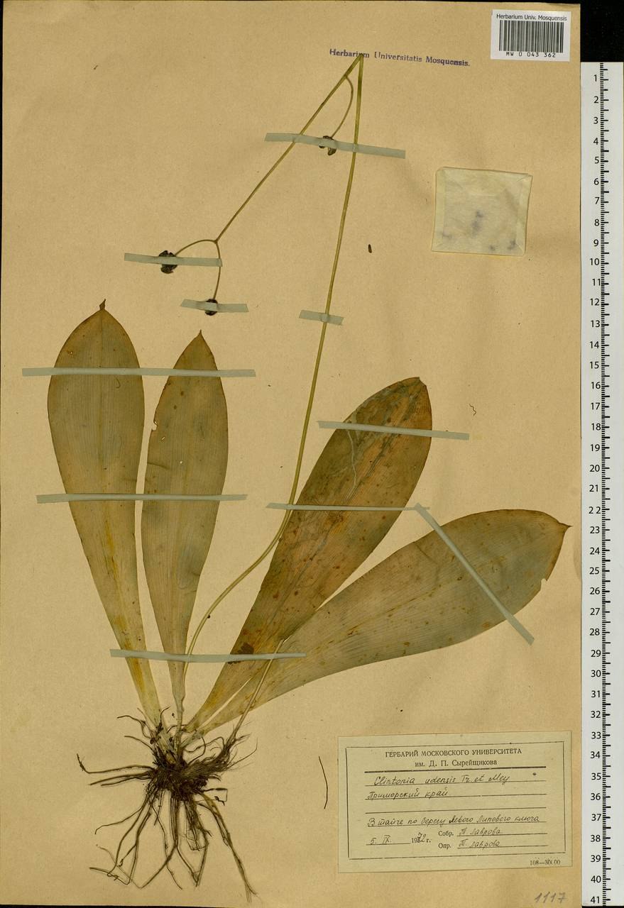 Клинтония фото