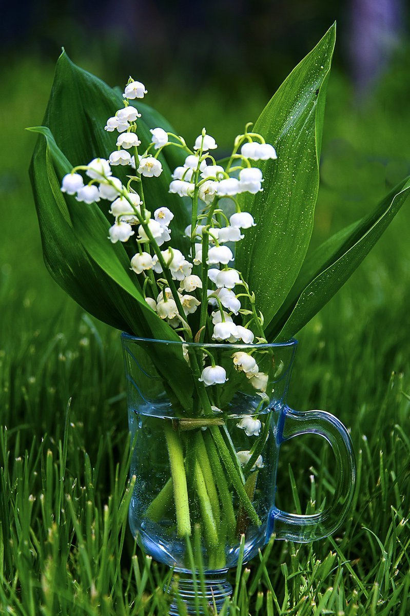 Много ландышей в поле