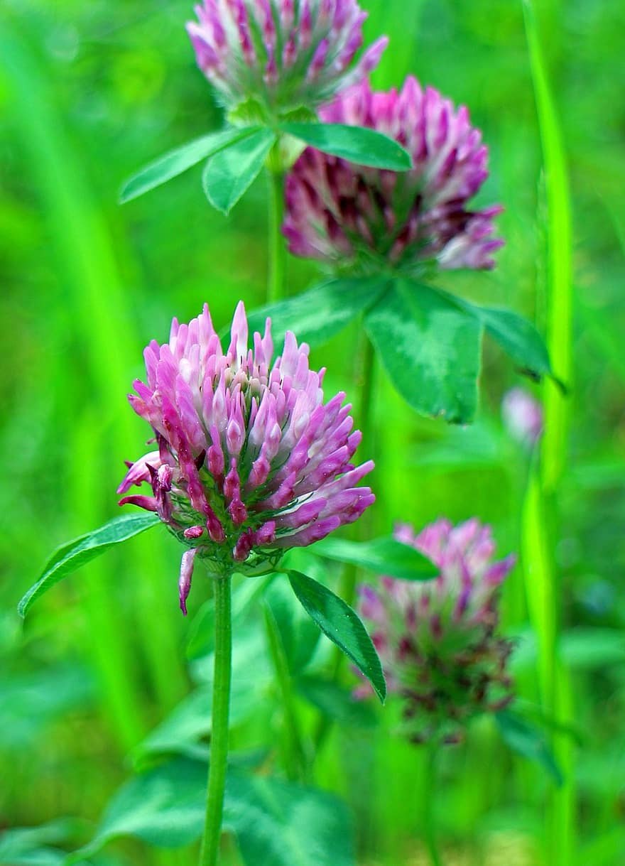 Тимофеевка Луговая Phleum pratense l.