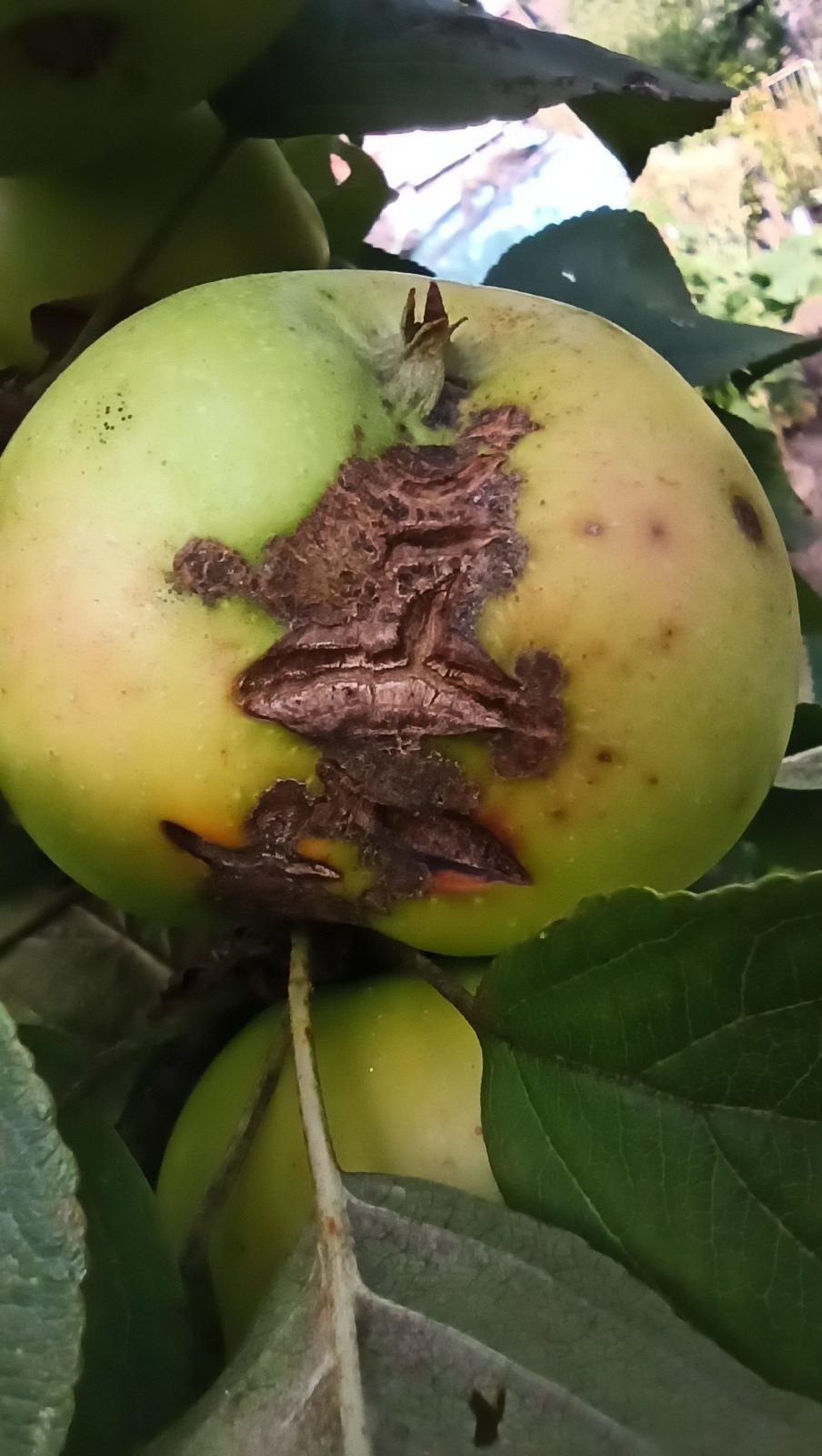 Парша монилиоз