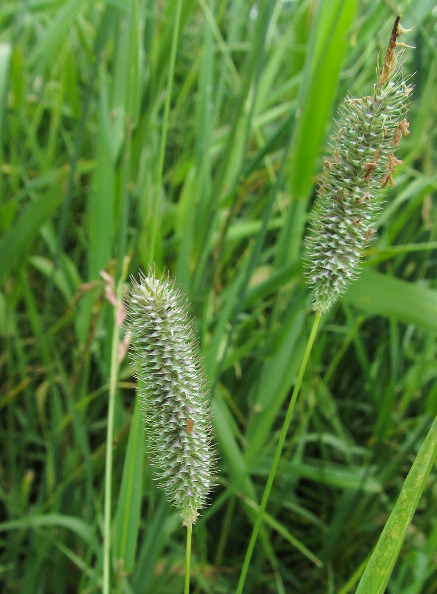 Тимофеевка (Phleum)