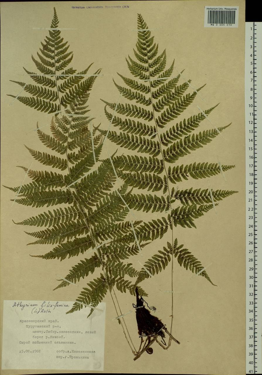 Папоротник набросок