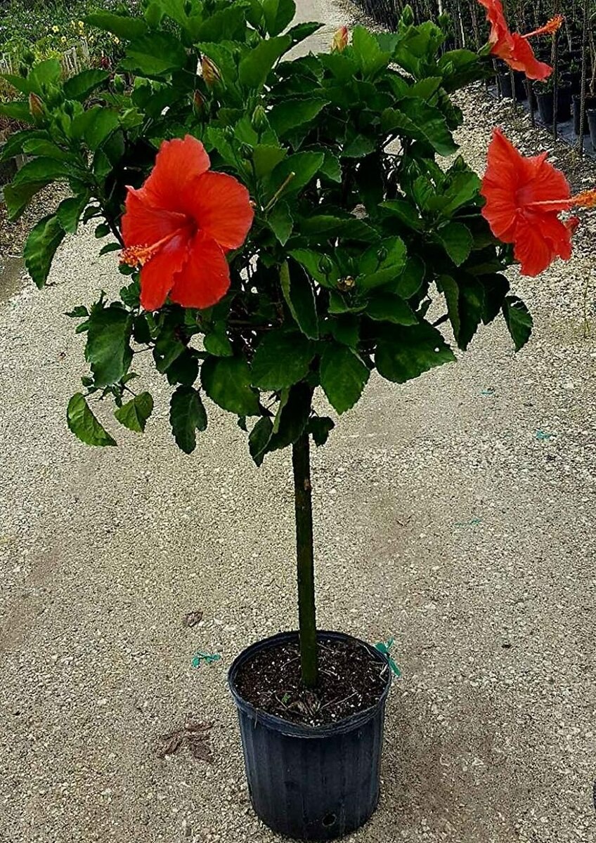 Формирование кроны гибискуса ( китайская роза)