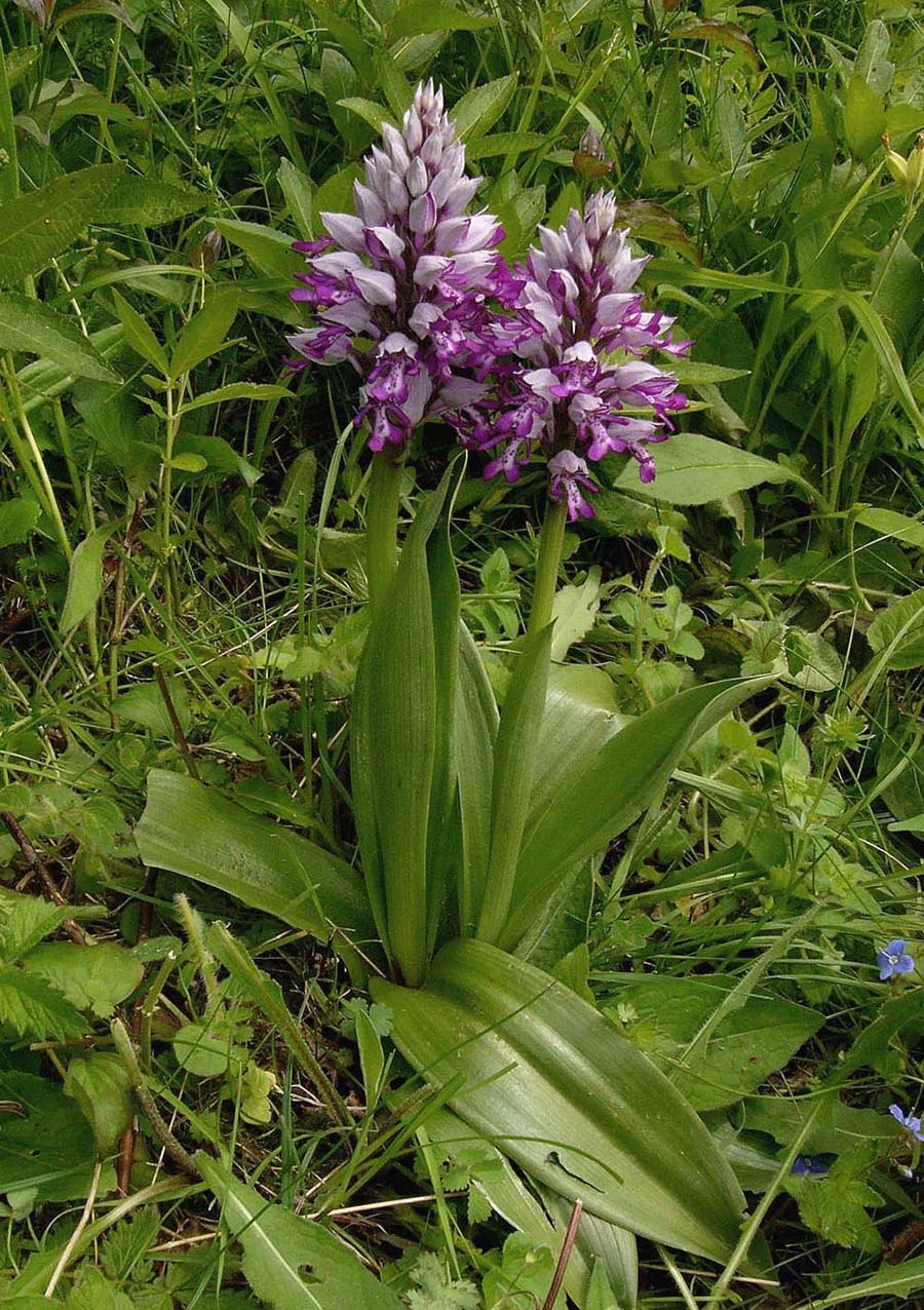 Ятрышник шлемоносный корень