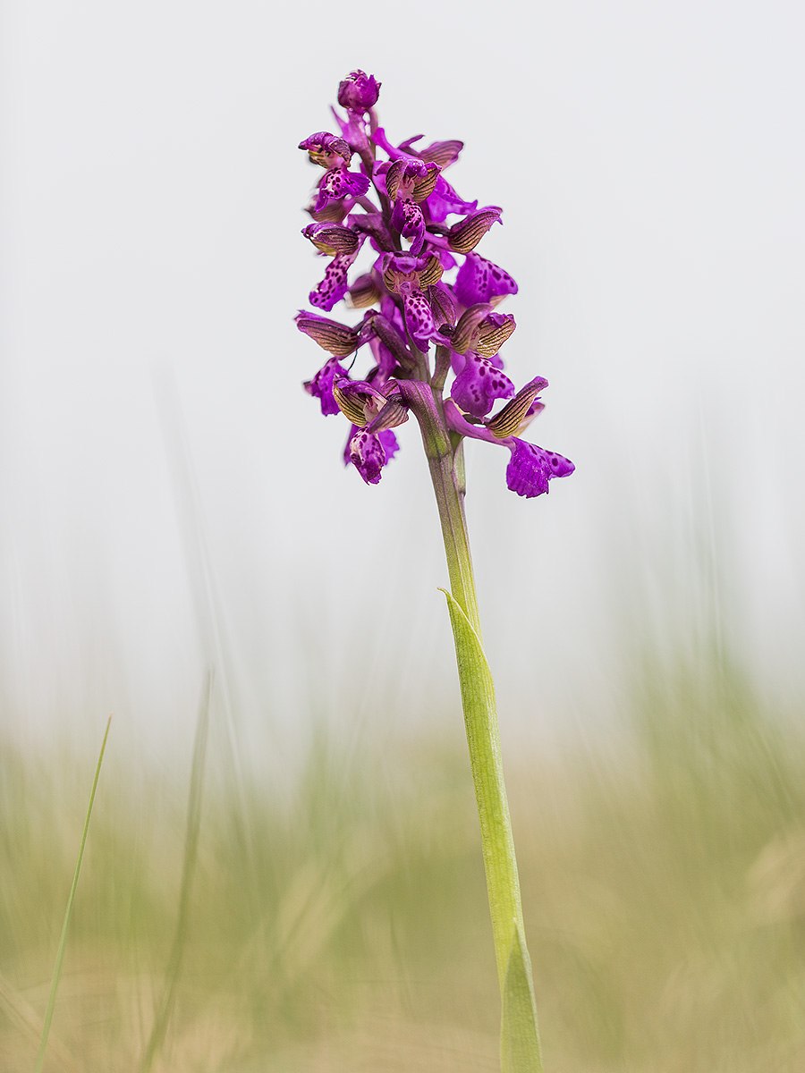 Ятрышник, Орхис (Orchis) cем. Орхидные растение цветок