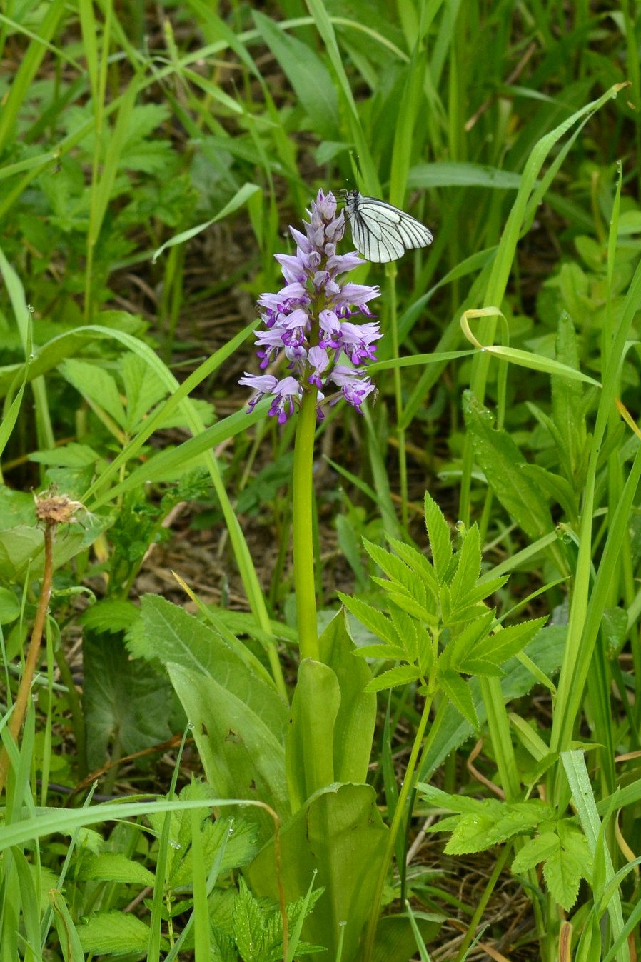Ятрышник шлемоносный (Orchis militaris),