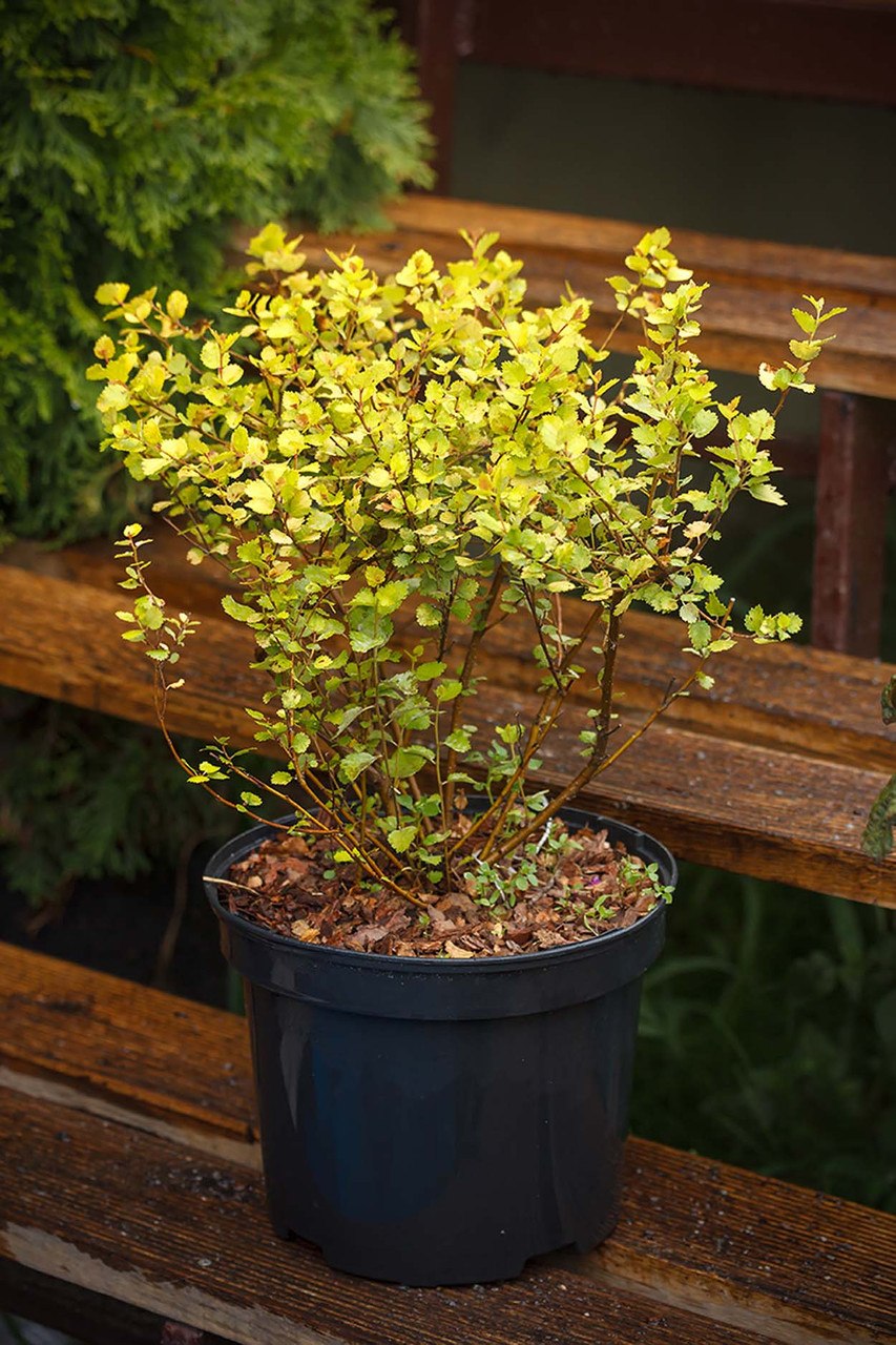 Карликовая береза в Арктике