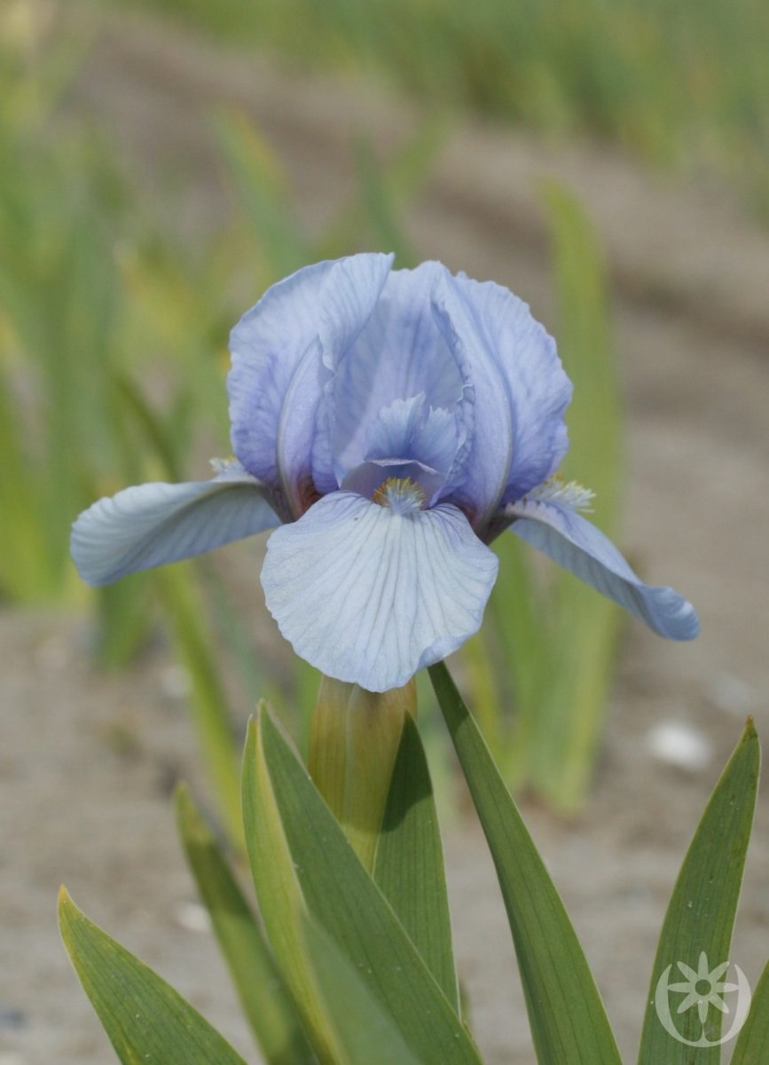 Ирис карликовый айбрайт