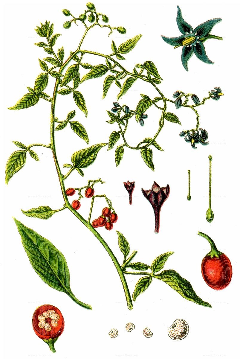 Паслен Каролинский