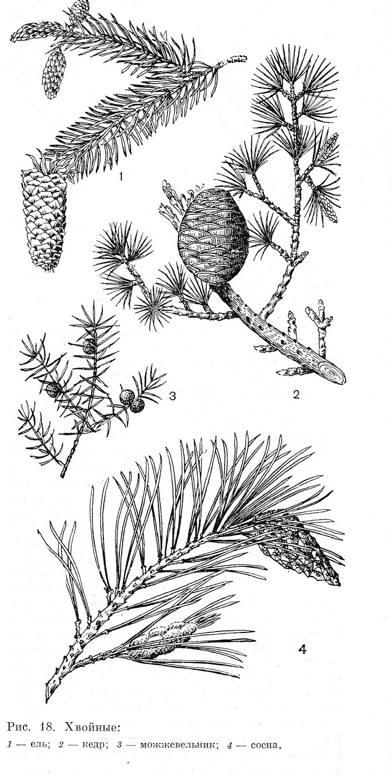 Picea glauca Stanley Pygmy