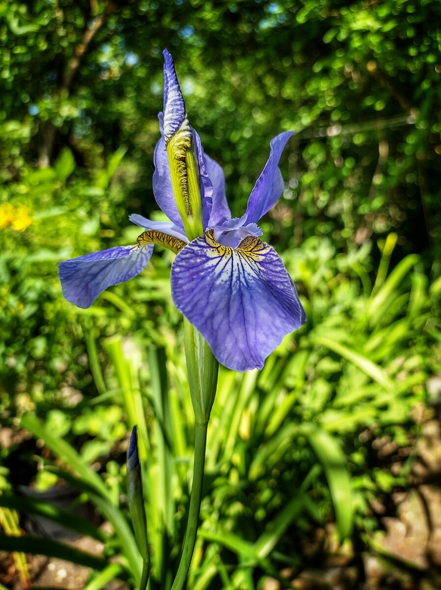 Ирис сибирский мун силк