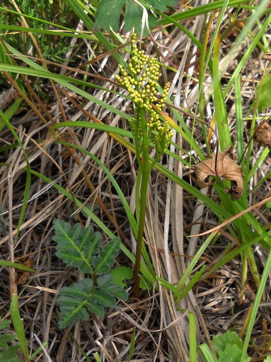 Папоротник Гроздовник полулунный
