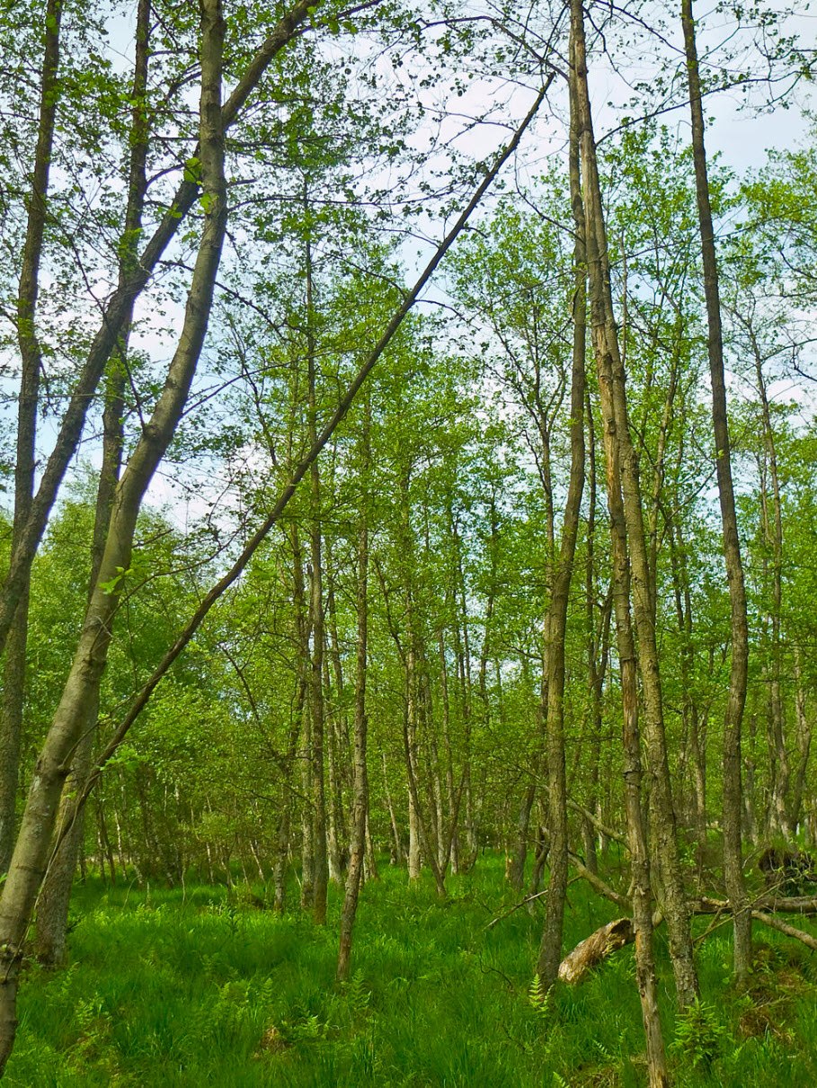 Ольха черная болото