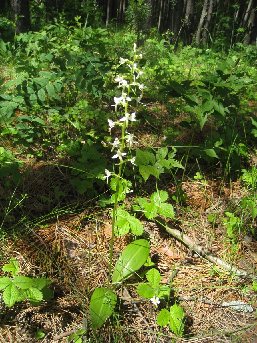 Platanthera bifolia