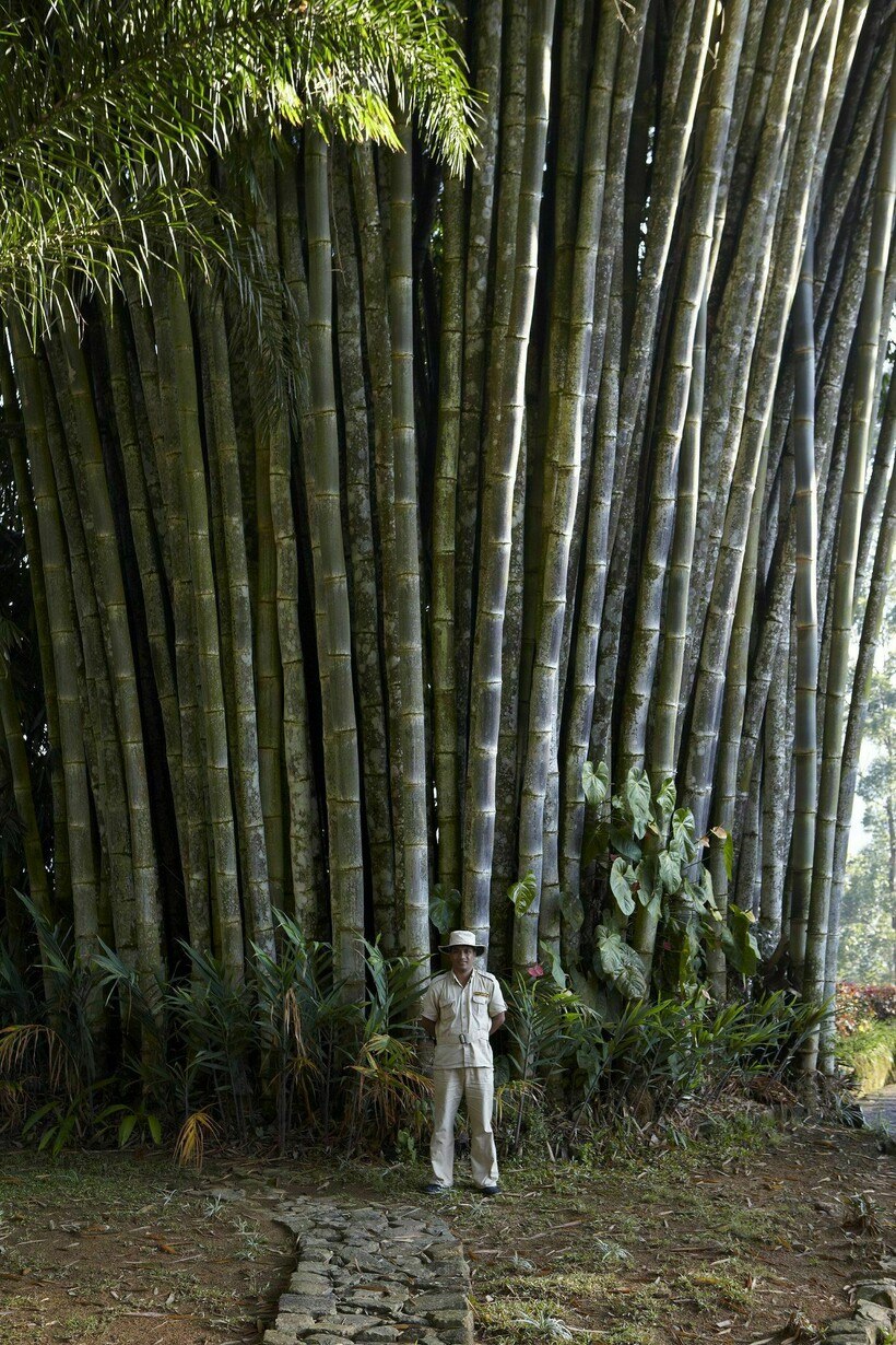 Giant Fresh Moso Bamboo