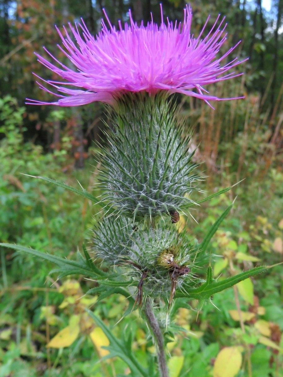 Бодяк бесстебельный