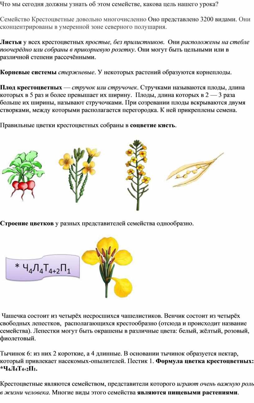 Семейство крестоцветные соцветие