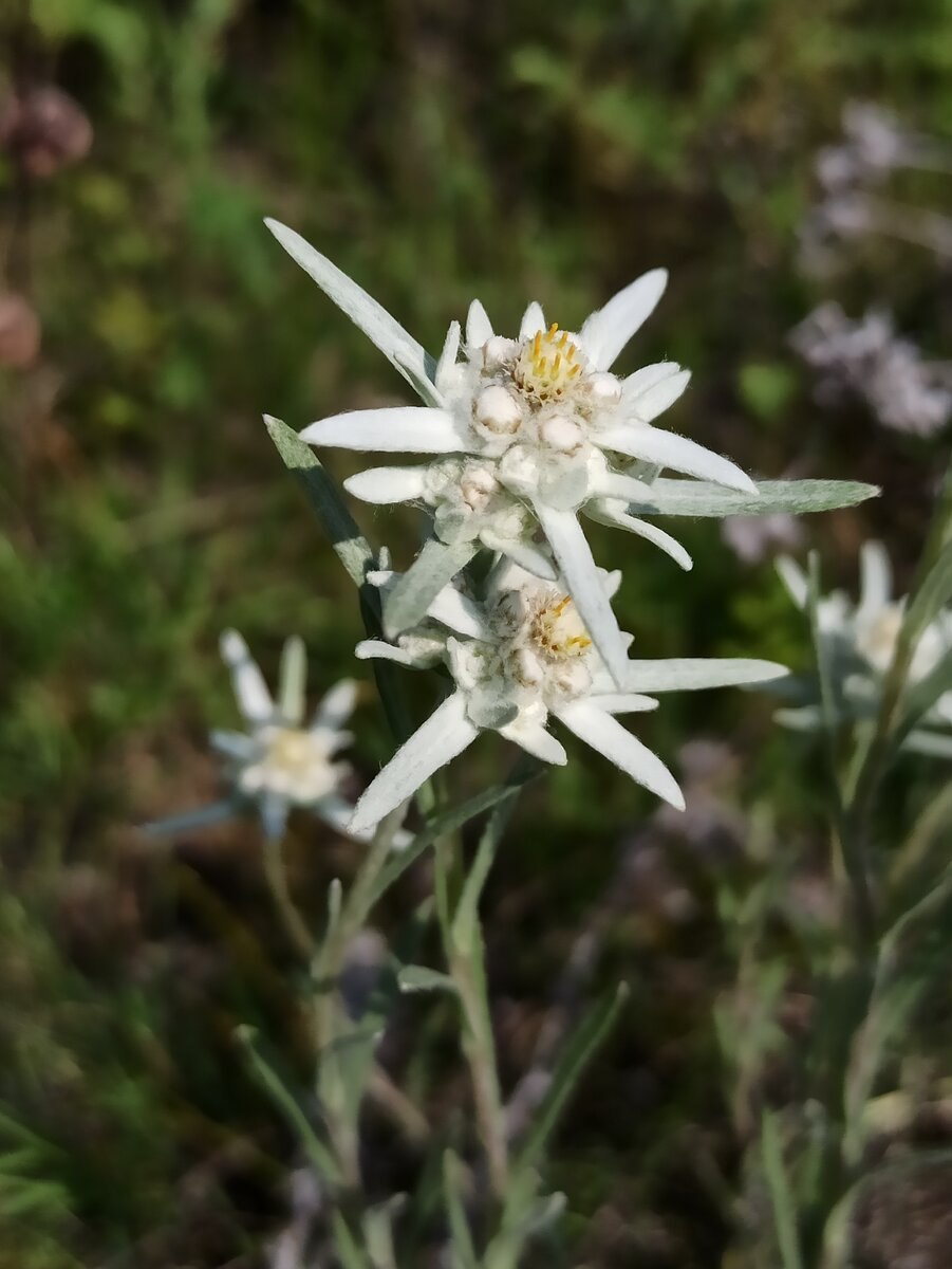 Кандык эдельвейс