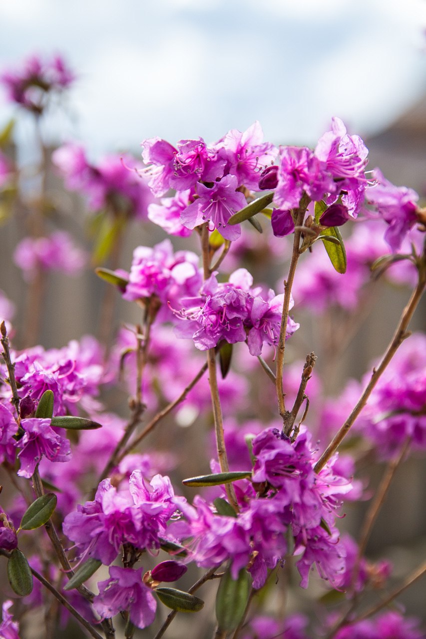 Багульник Даурский