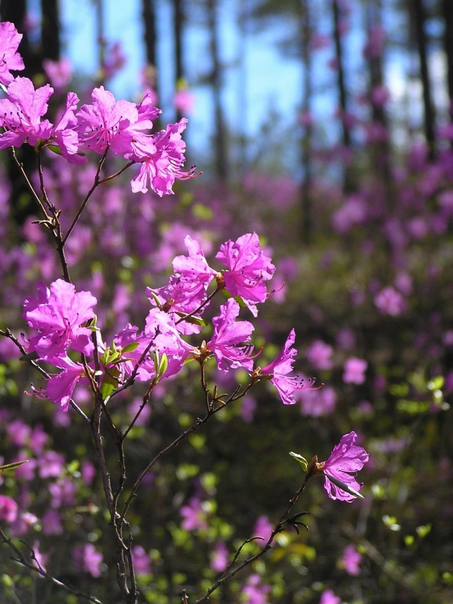 Багульник в Бурятии