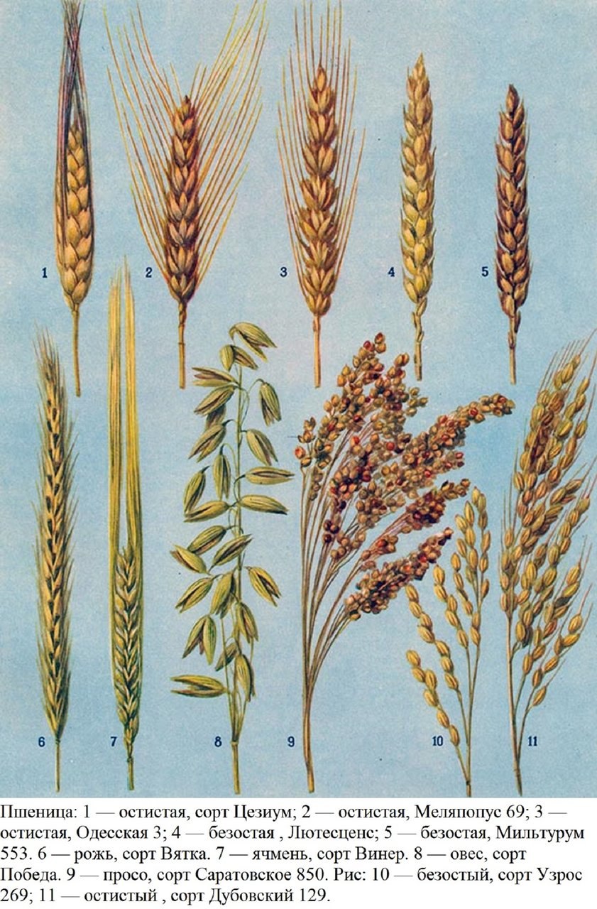 Poaceae злаковые