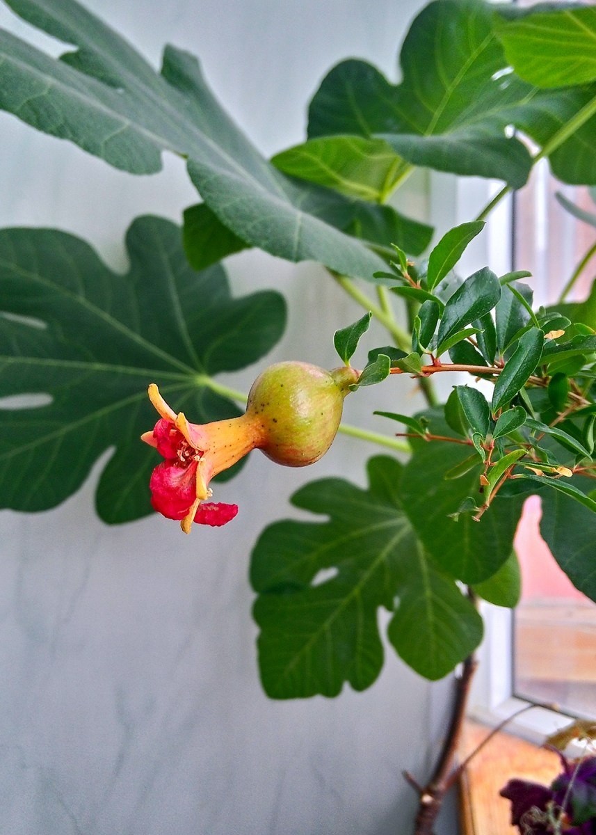 Гранат карликовый растение