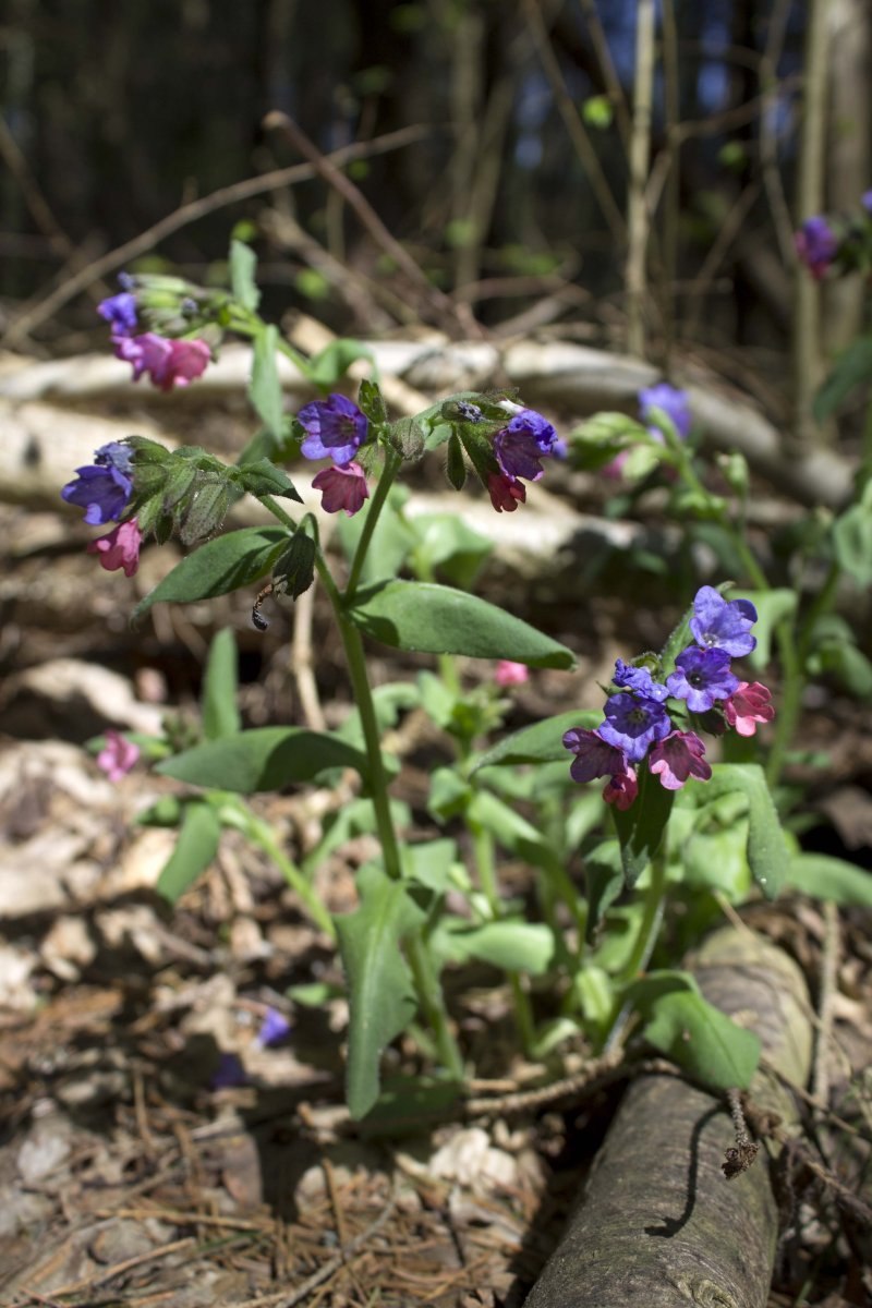 Медуница растение