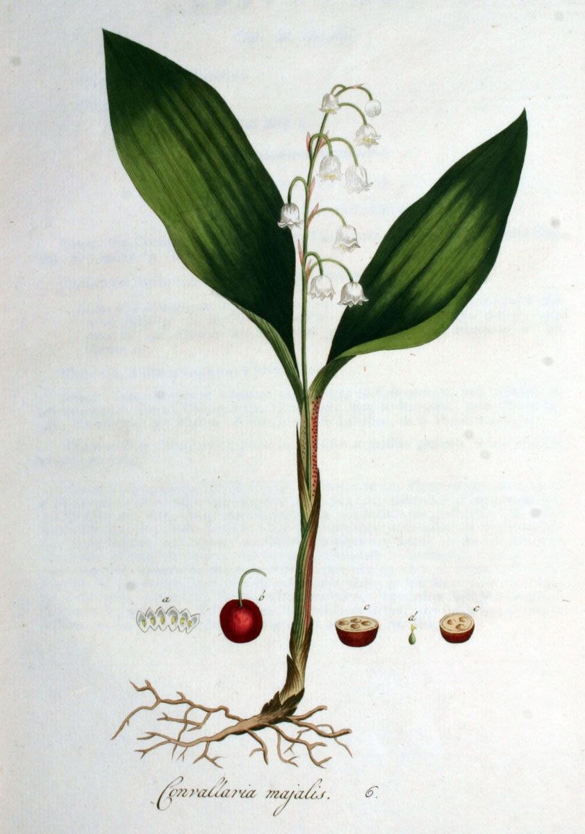 Лилейные растения плод