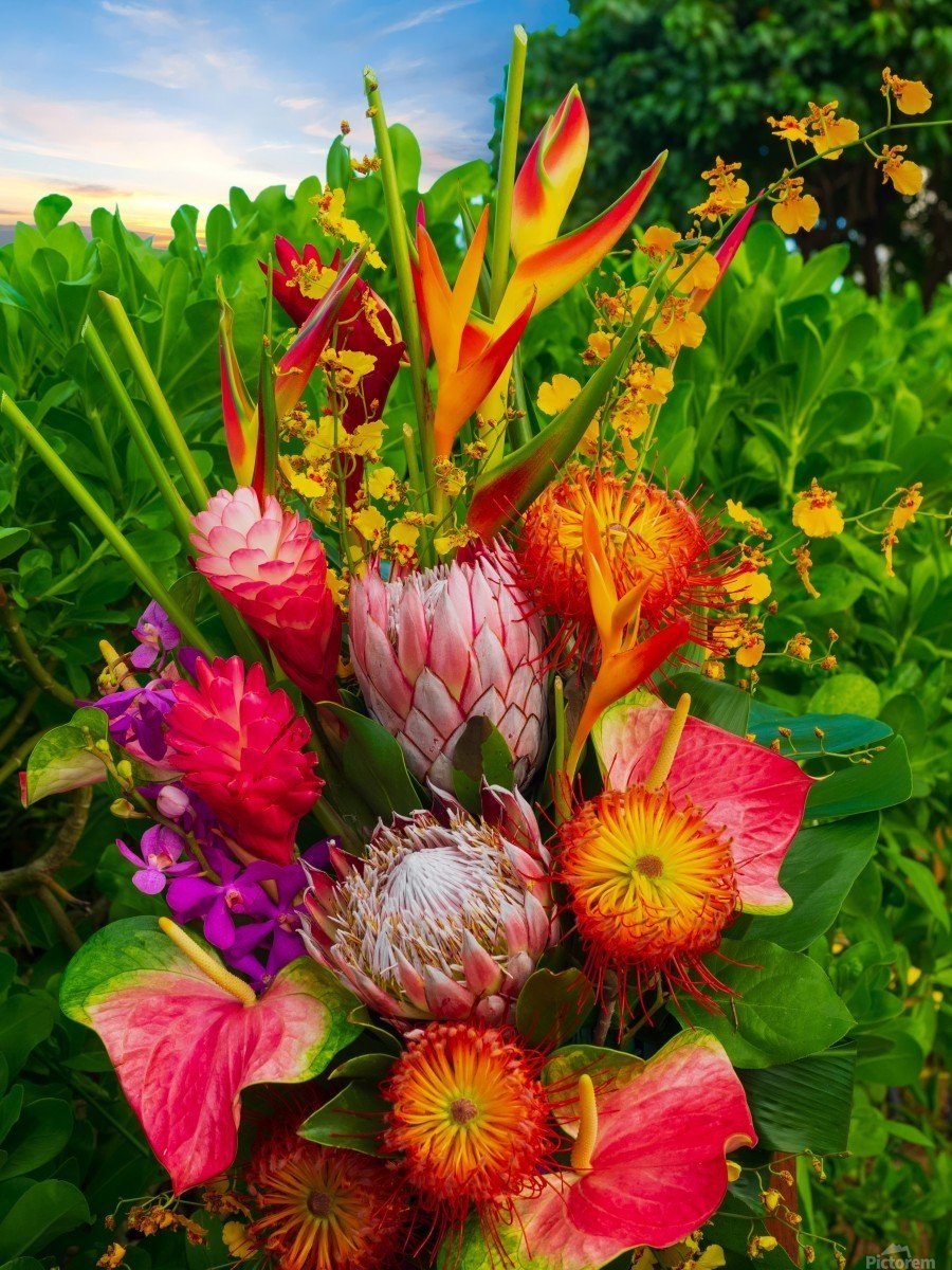 Дарлингтония растение хищник