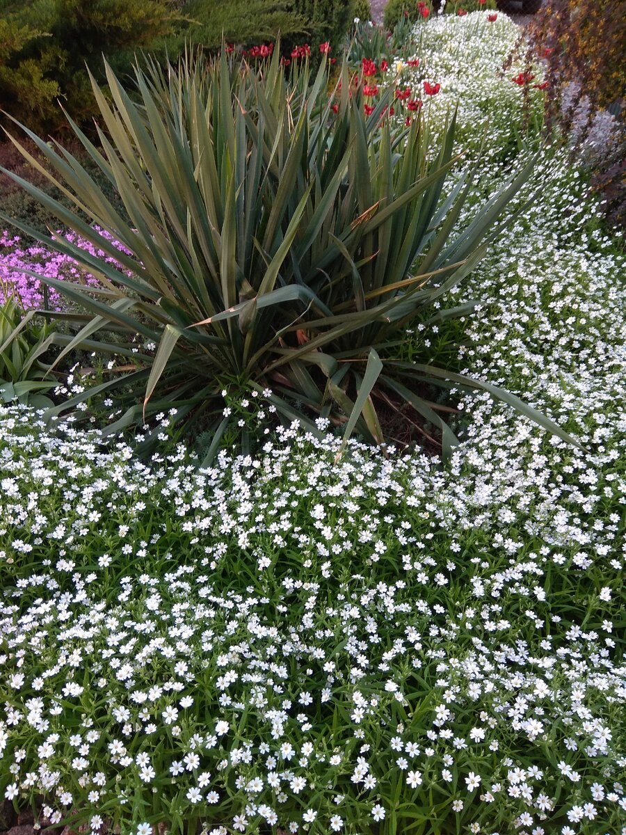 Многолетние цветы для дачи ясколка