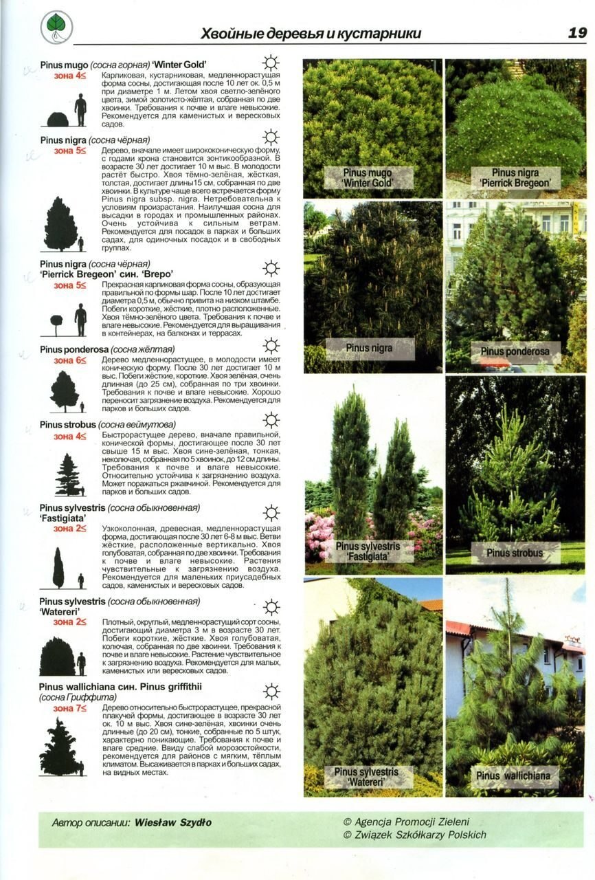 Топиарная стрижка туи