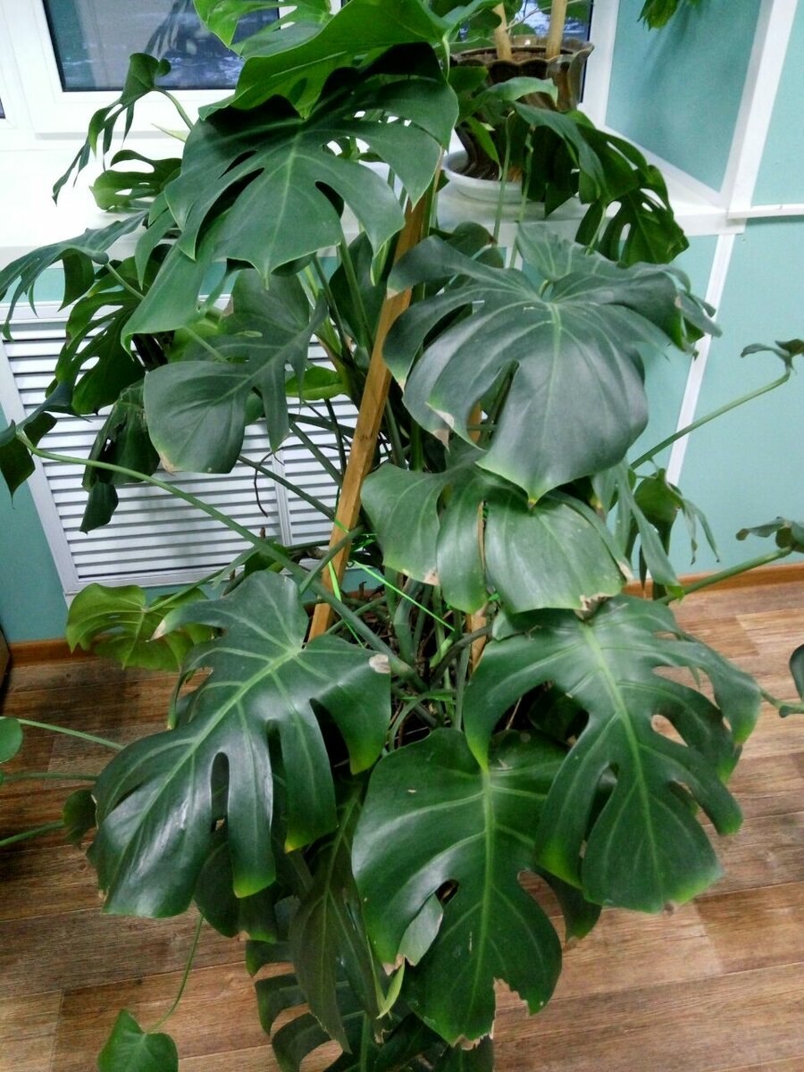 Монстера Деликоса