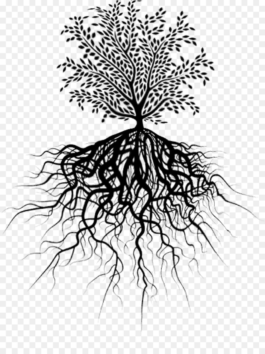 Корни дерева