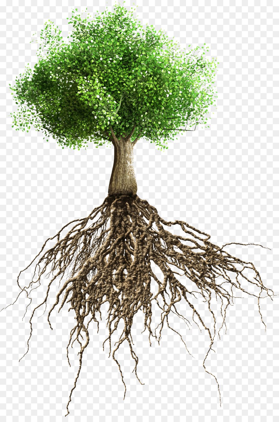 Корень дерева для детей