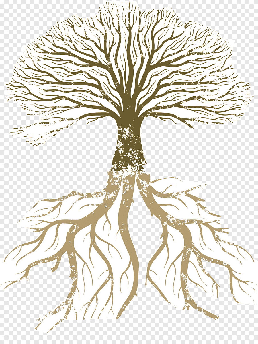 Живой корень растение