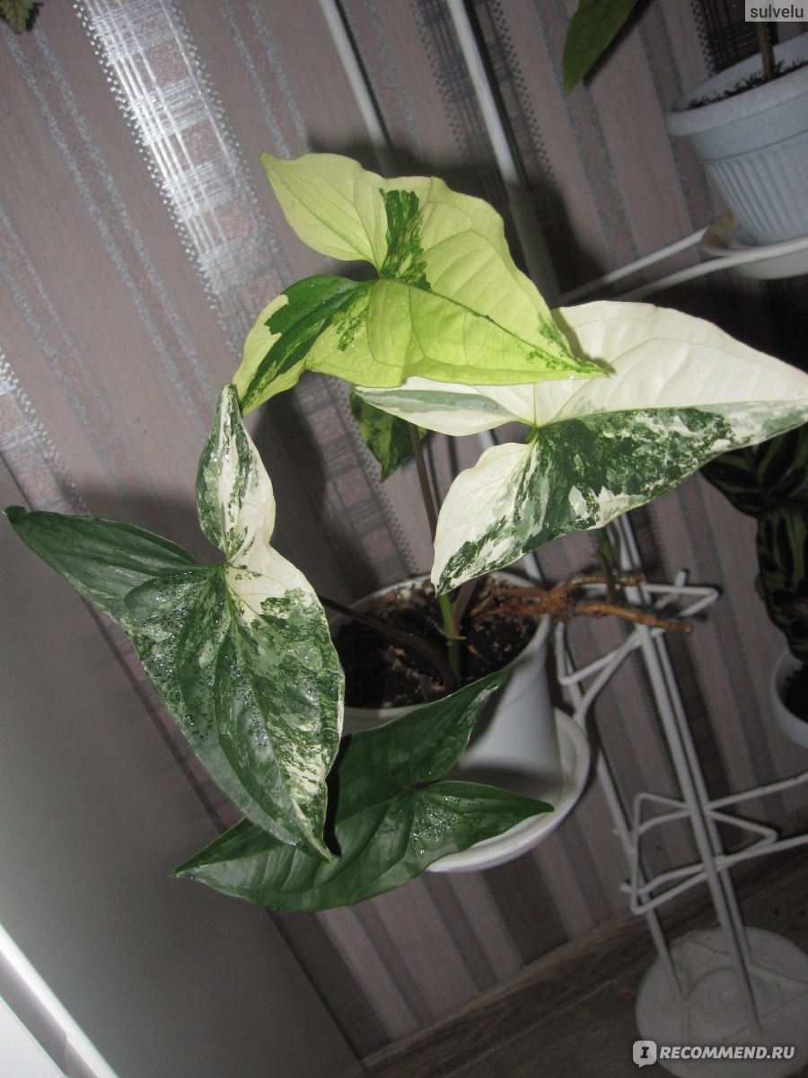 Сингониум йеллоу империал